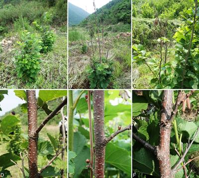 Cytospora and Diaporthe Species Associated With Hazelnut Canker and Dieback in Beijing, China